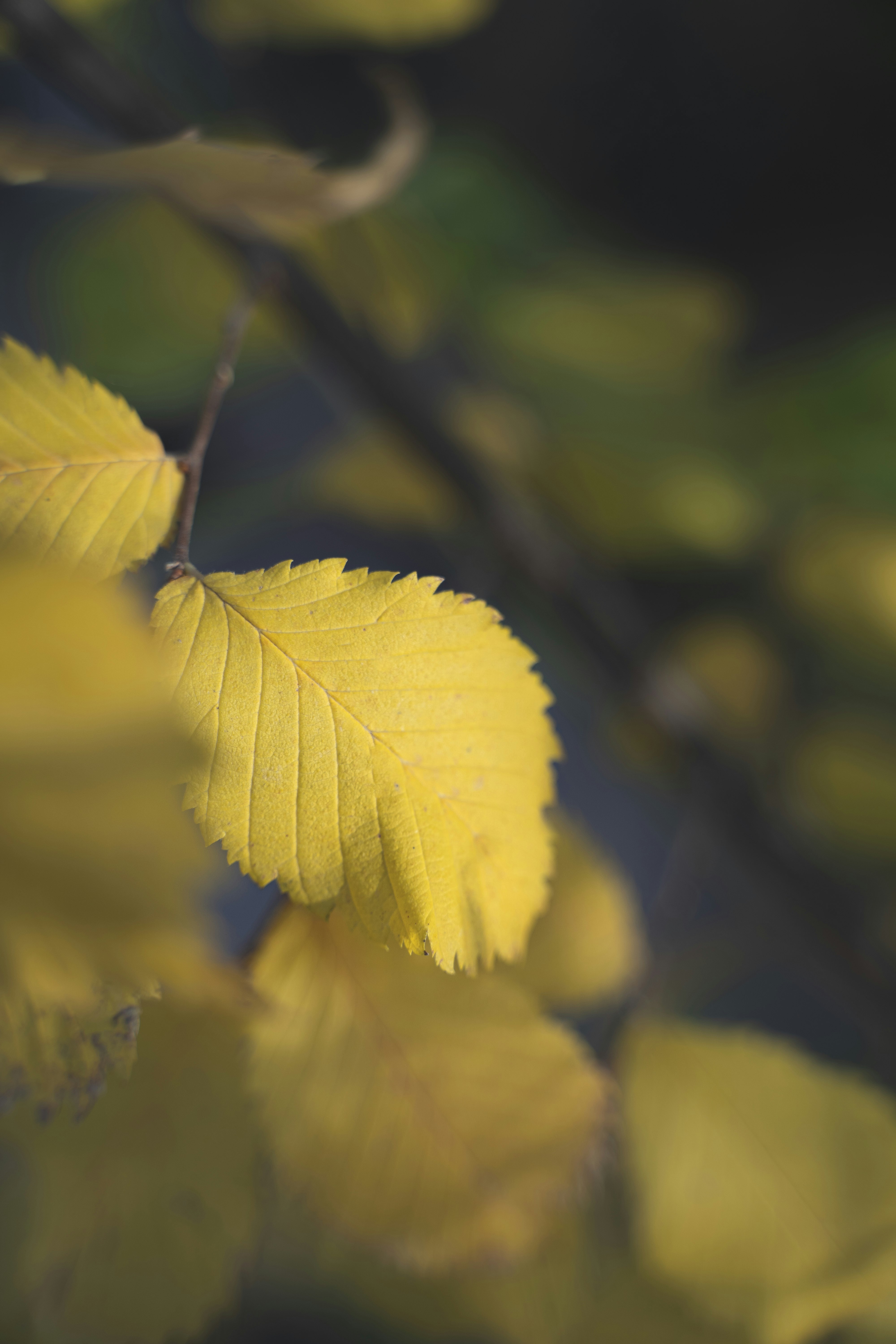 yellow leaf in tilt shift lens